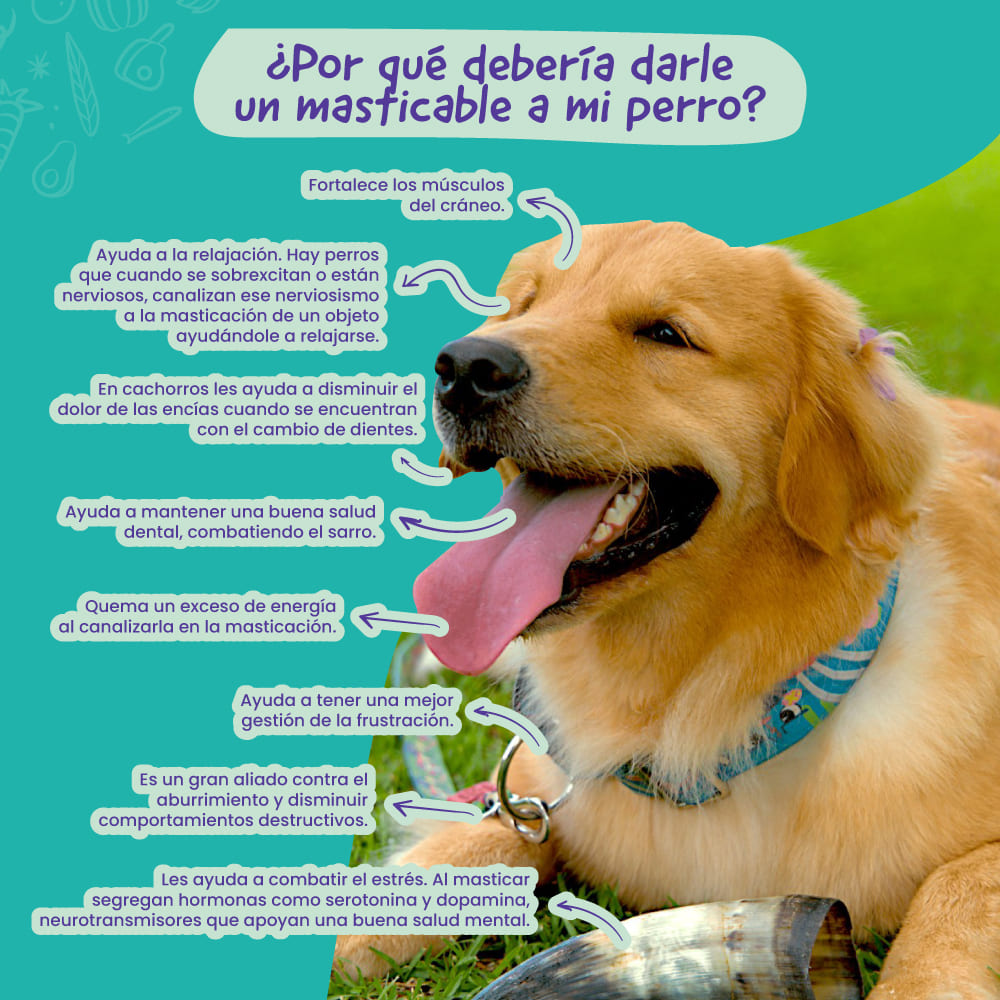 Los Perros Porque El Perro Hace Pis En La Cama Mea Porque Mi Perro